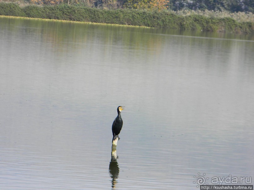 Альбом отзыва "Заповедник Хула"