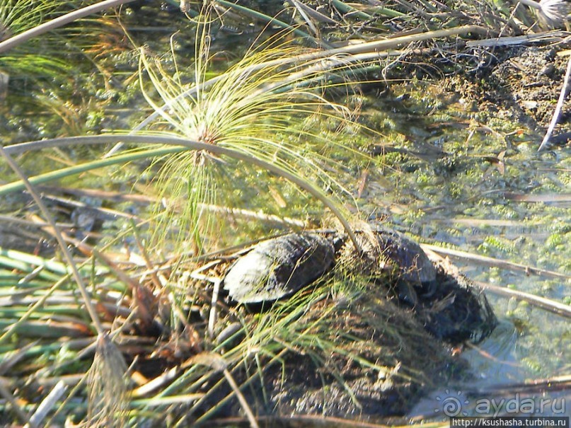 Альбом отзыва "Заповедник Хула"