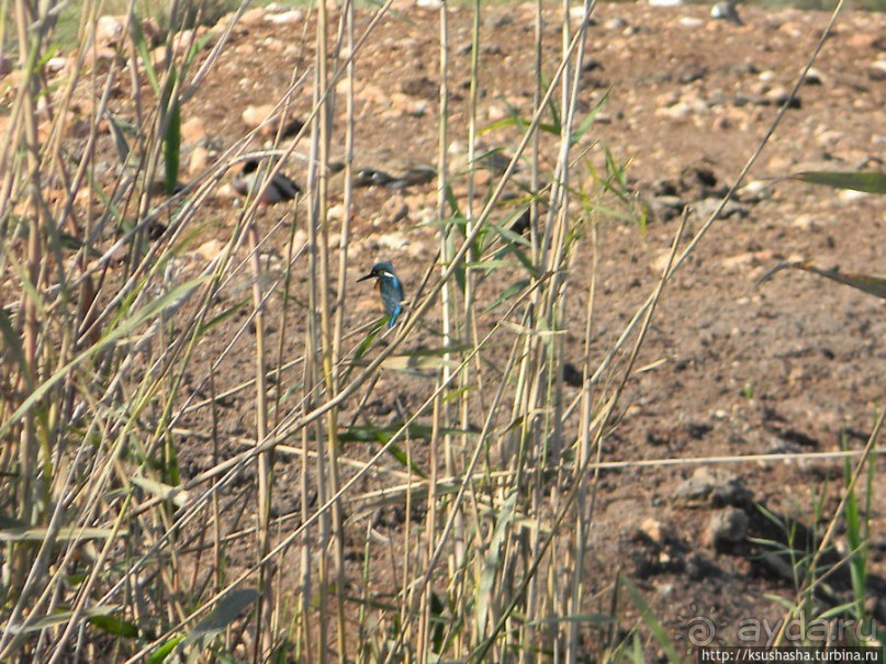 Альбом отзыва "Заповедник Хула"