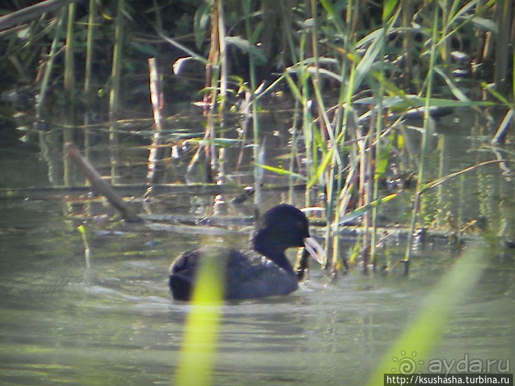 Альбом отзыва "Заповедник Хула"