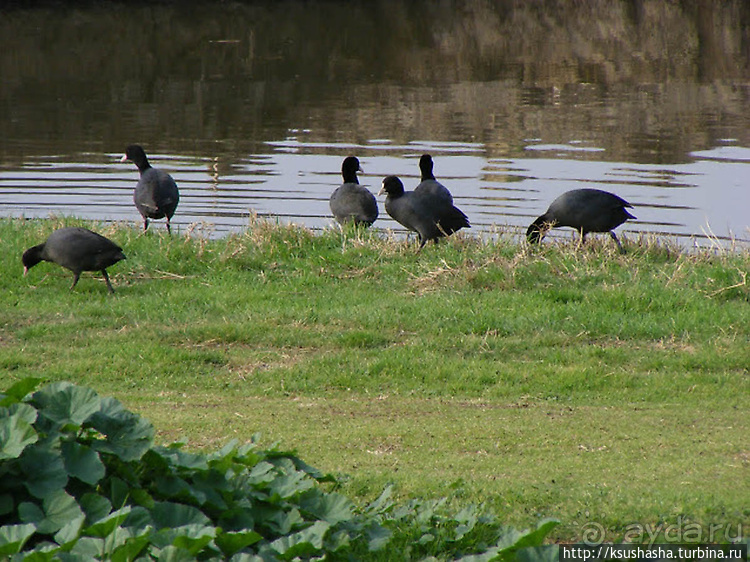 Альбом отзыва "Заповедник Хула"