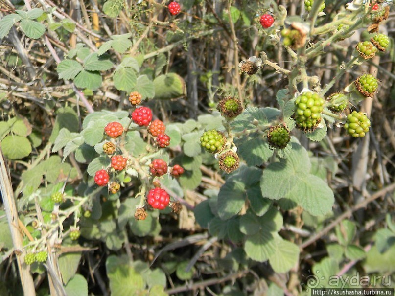 Альбом отзыва "Заповедник Хула"