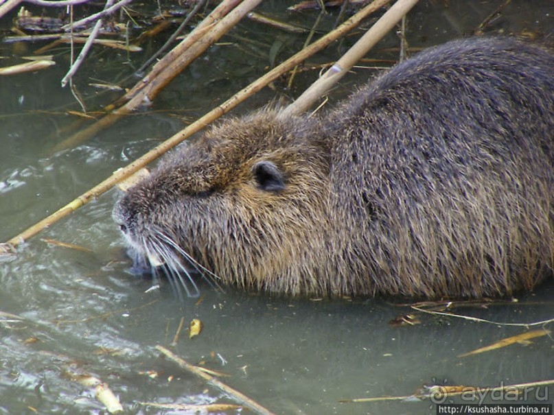 Альбом отзыва "Заповедник Хула"
