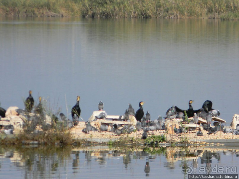 Альбом отзыва "Заповедник Хула"