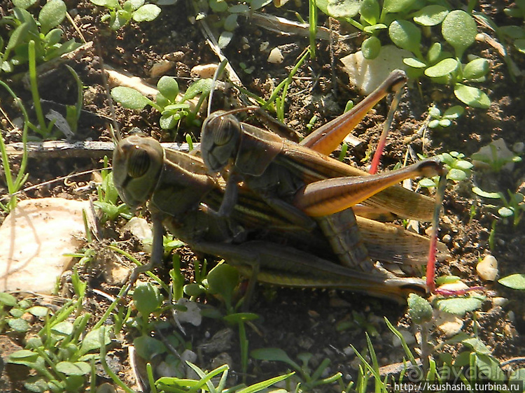 Альбом отзыва "Заповедник Хула"