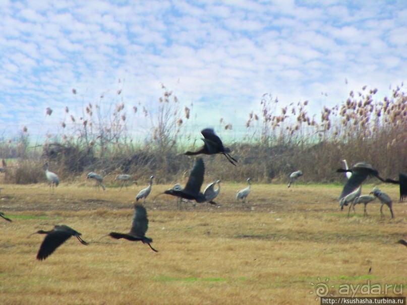 Альбом отзыва "Заповедник Хула"
