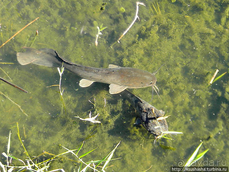 Альбом отзыва "Заповедник Хула"
