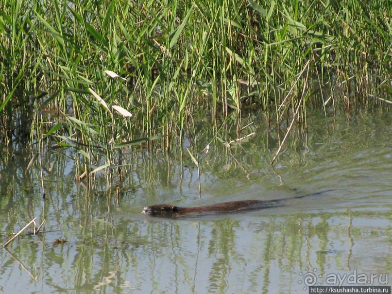 Альбом отзыва "Заповедник Хула"