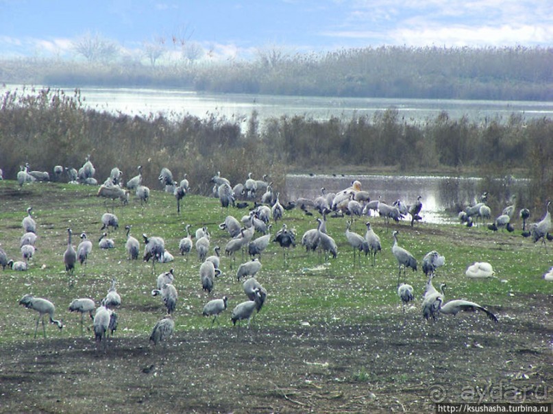 Альбом отзыва "Заповедник Хула"