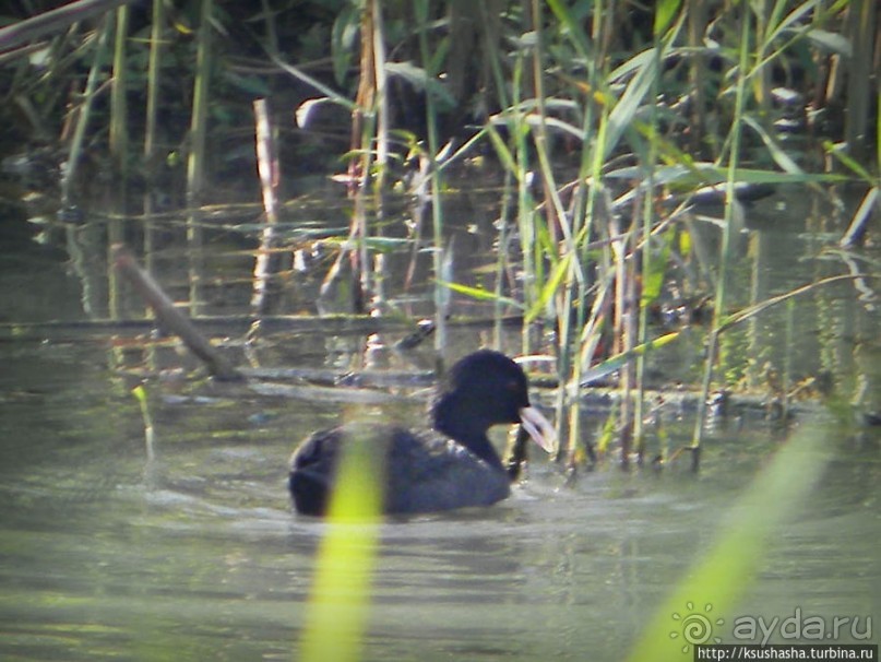 Альбом отзыва "Заповедник Хула"