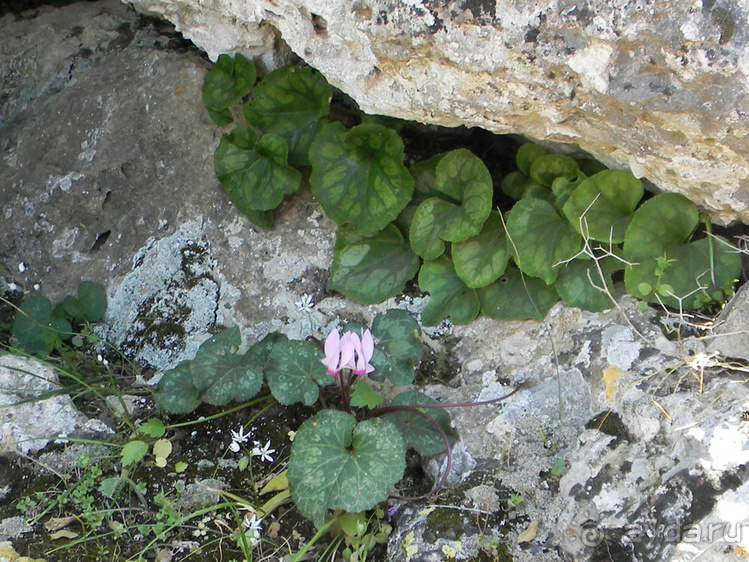 Иудейские горы