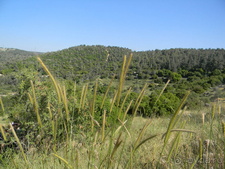 Иудейские горы