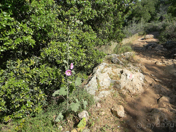 Иудейские горы