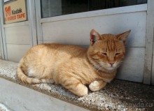 Трули́-труля́-тру-ля-ля-ля