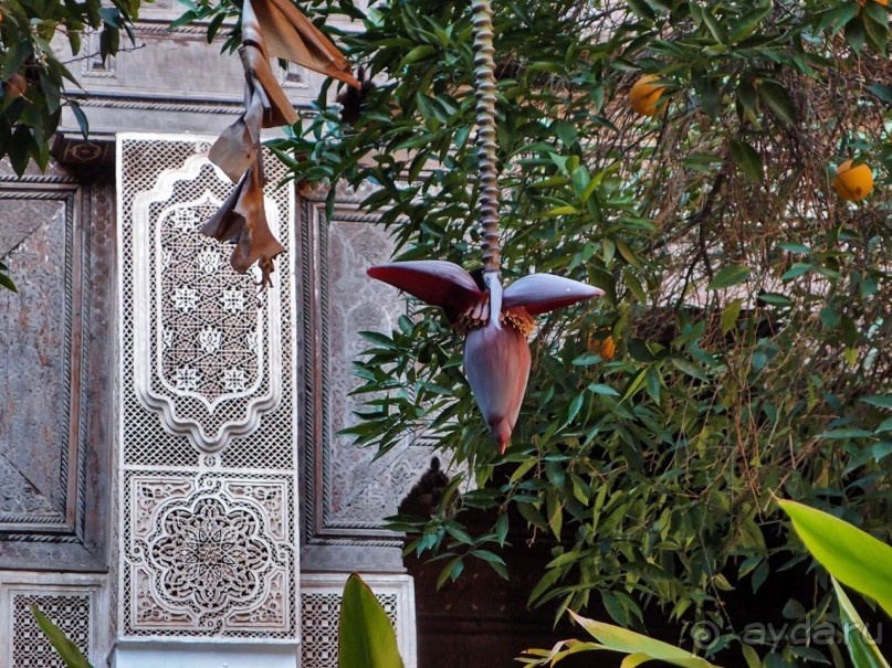 В гареме чёрного визиря