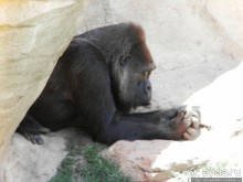 Необычная концепция зоопарка