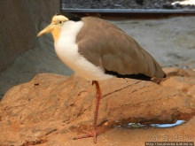 Необычная концепция зоопарка