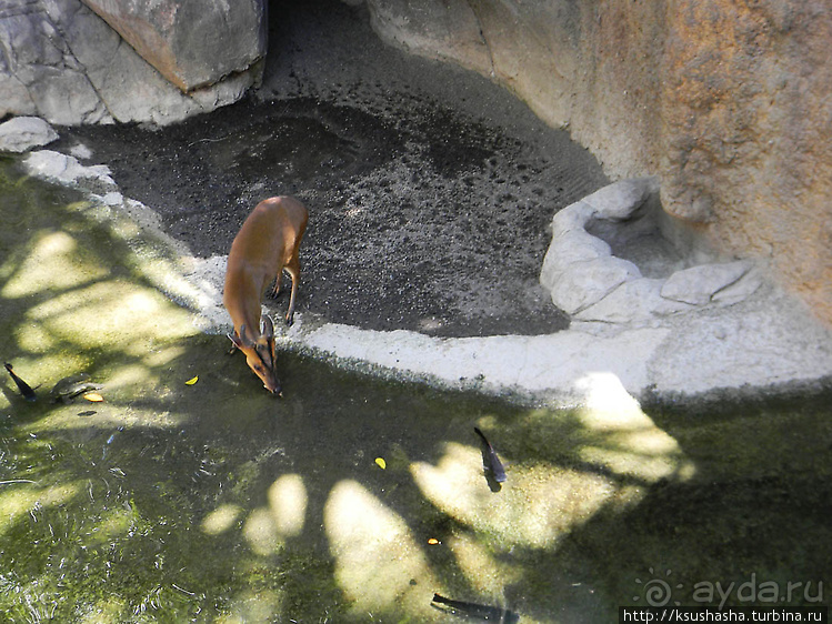 Необычная концепция зоопарка