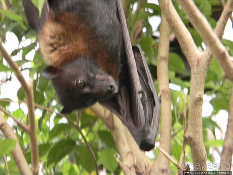 Необычная концепция зоопарка