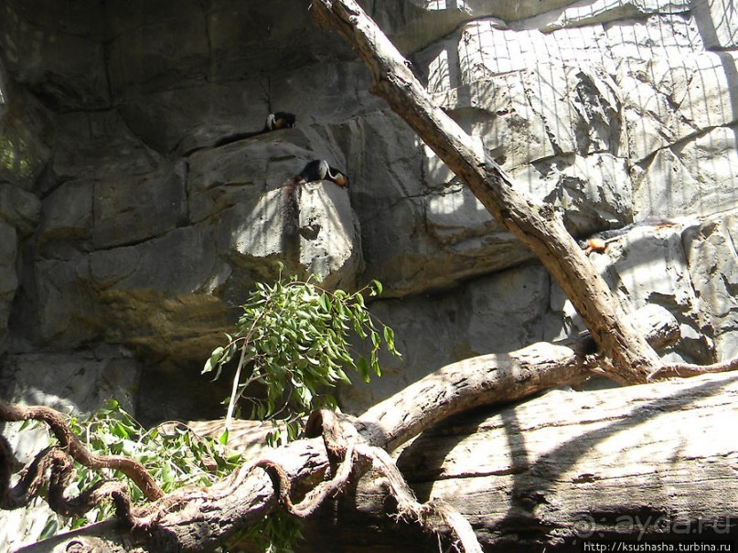 Необычная концепция зоопарка