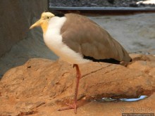 Необычная концепция зоопарка