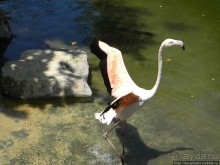 Необычная концепция зоопарка