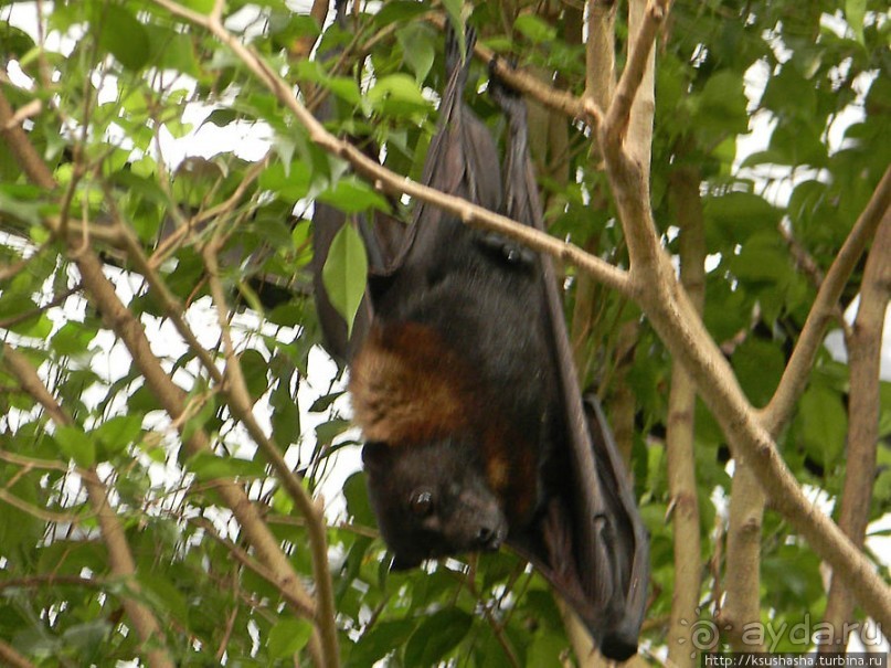 Необычная концепция зоопарка