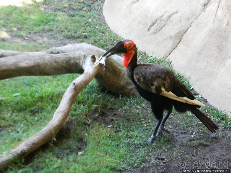 Необычная концепция зоопарка