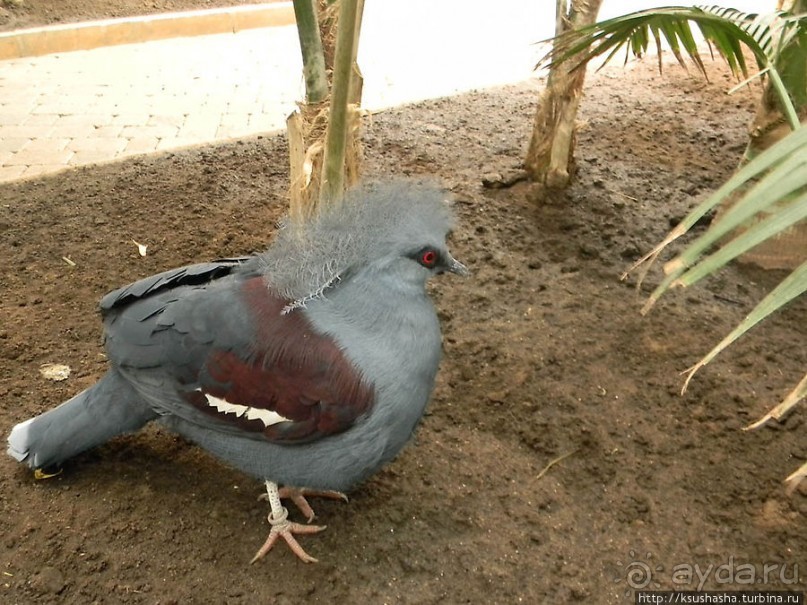 Необычная концепция зоопарка