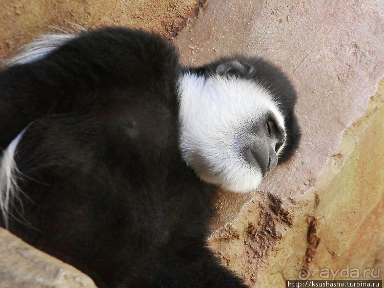 Необычная концепция зоопарка