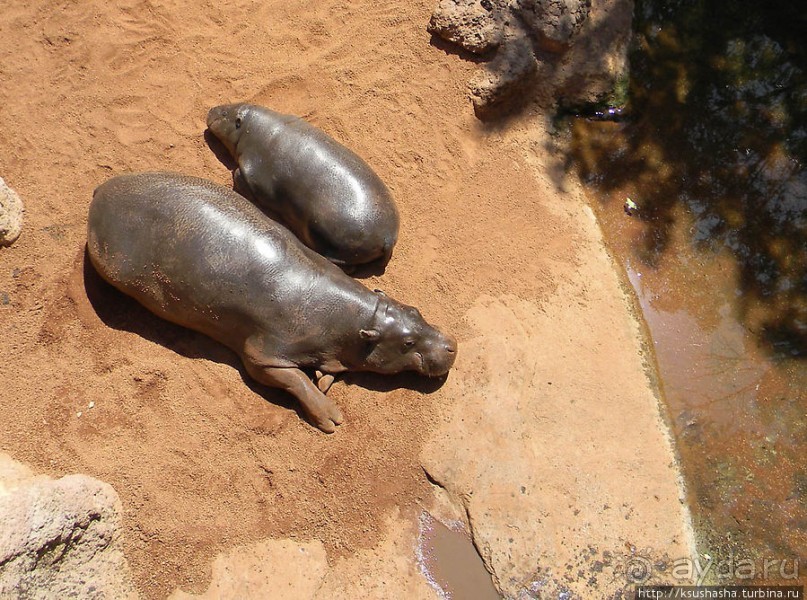 Необычная концепция зоопарка