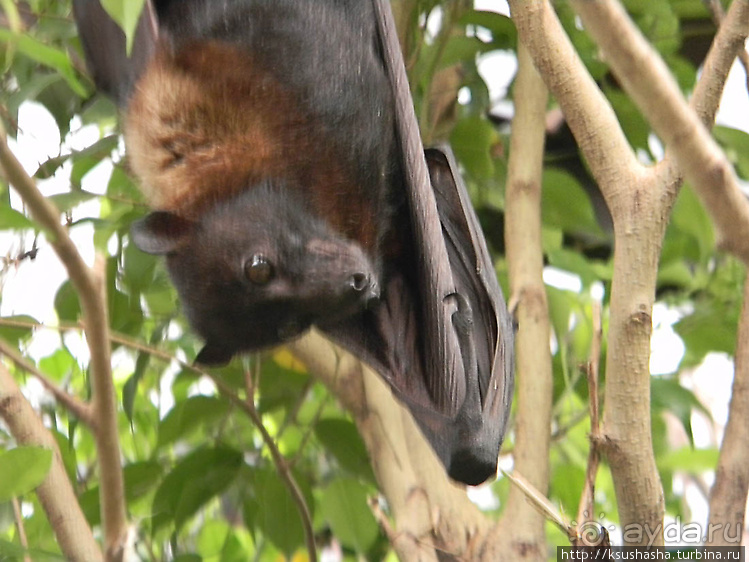 Необычная концепция зоопарка