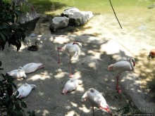 Необычная концепция зоопарка