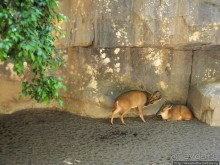 Необычная концепция зоопарка