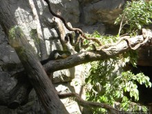 Необычная концепция зоопарка