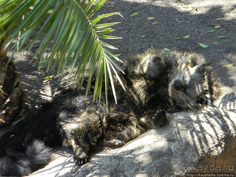 Необычная концепция зоопарка