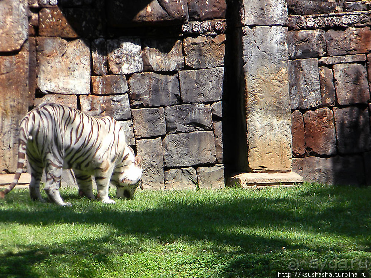Необычная концепция зоопарка