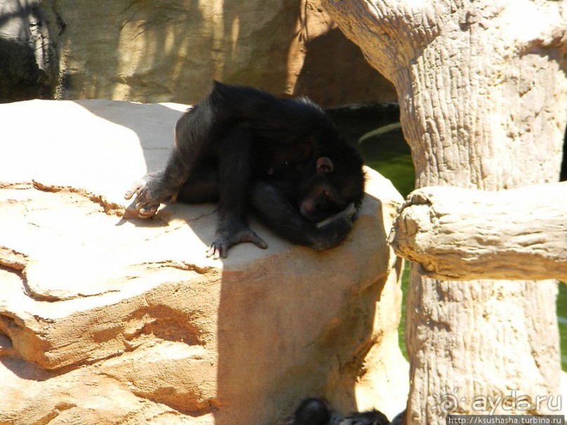 Необычная концепция зоопарка