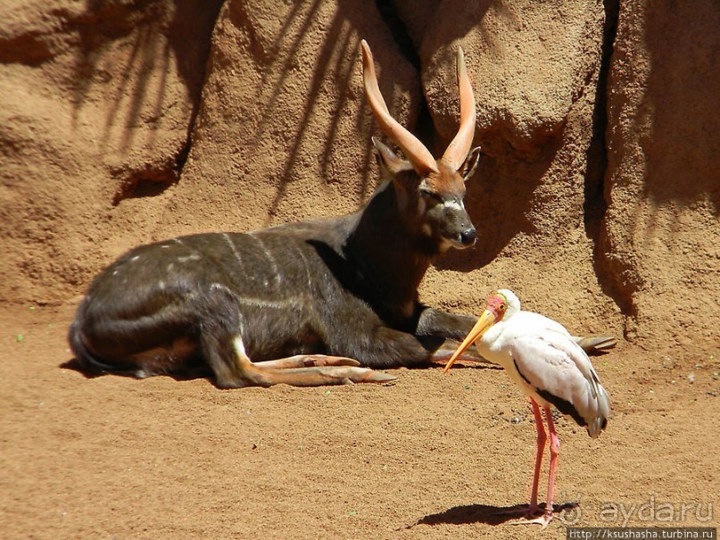 Необычная концепция зоопарка