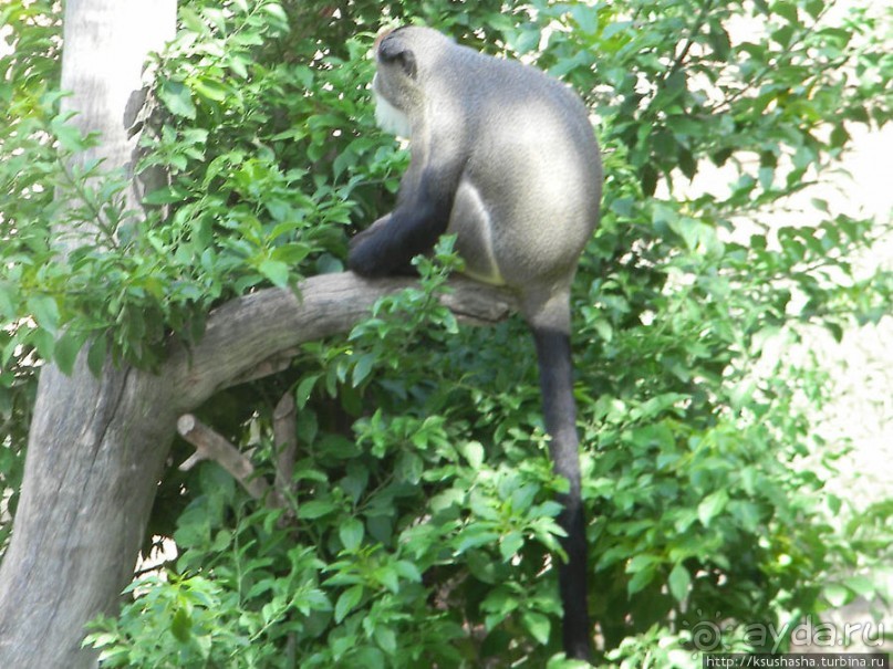 Необычная концепция зоопарка