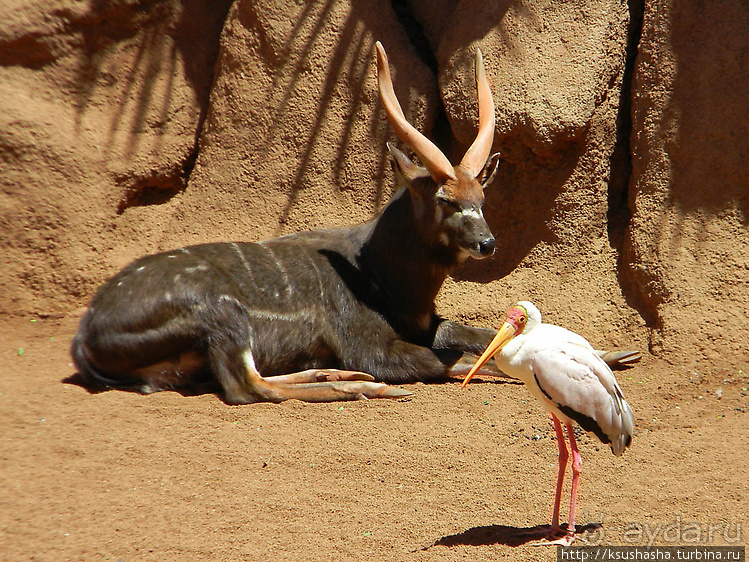 Необычная концепция зоопарка
