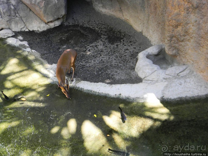 Необычная концепция зоопарка