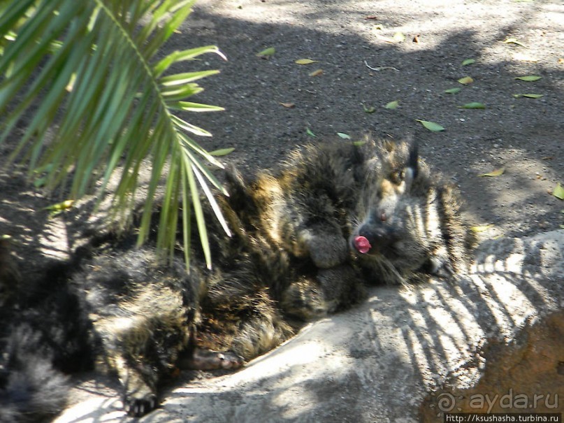 Необычная концепция зоопарка