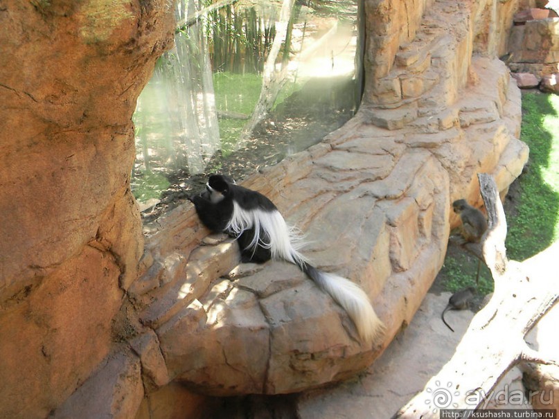 Необычная концепция зоопарка