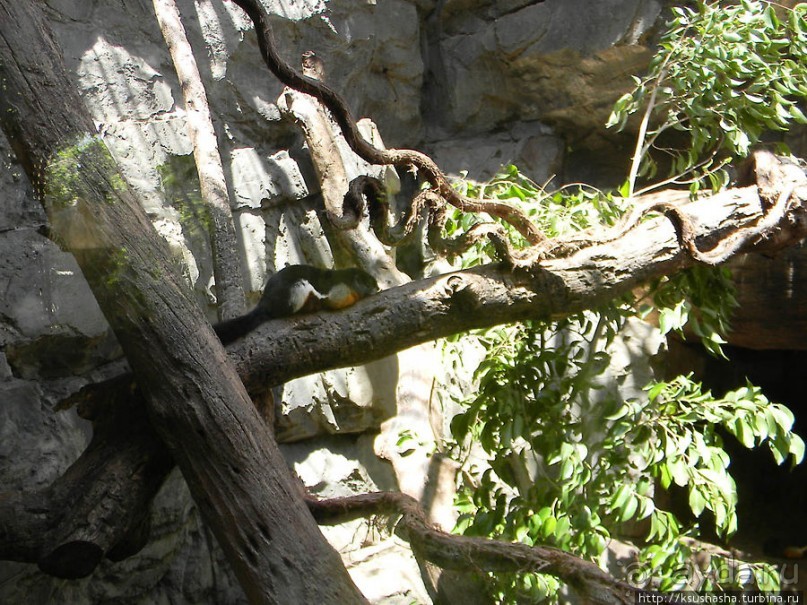 Необычная концепция зоопарка