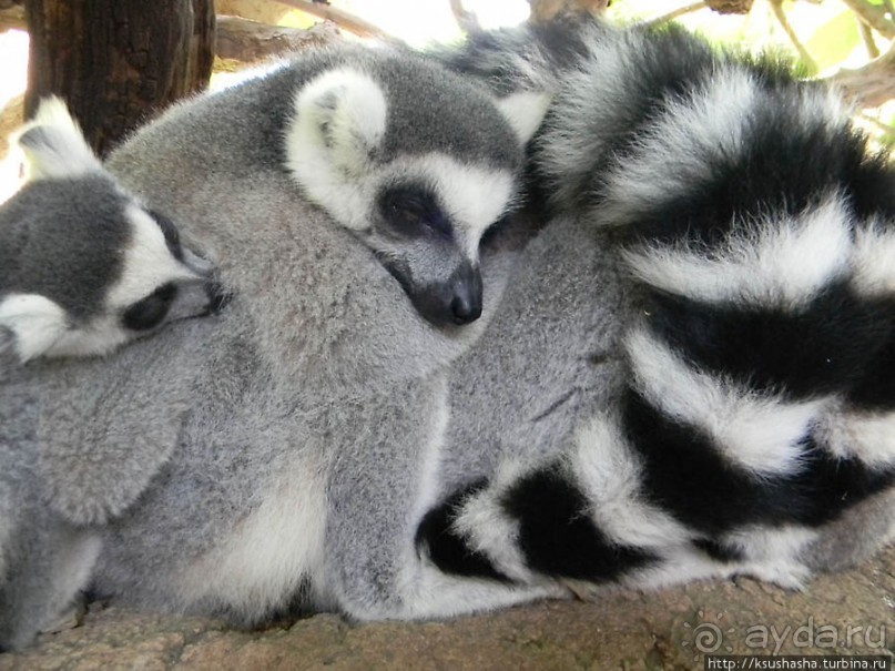 фото Фуенгиролы