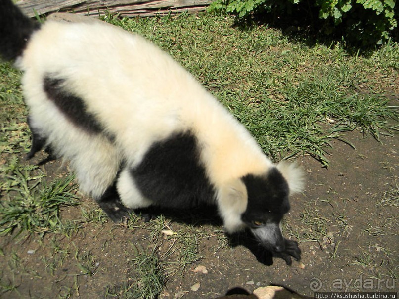 Ещё немного про зоопарк Фуэнхирола или Что скрывает баобаб