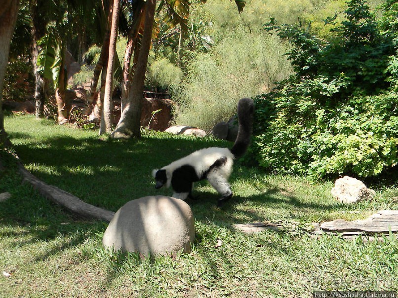 Ещё немного про зоопарк Фуэнхирола или Что скрывает баобаб