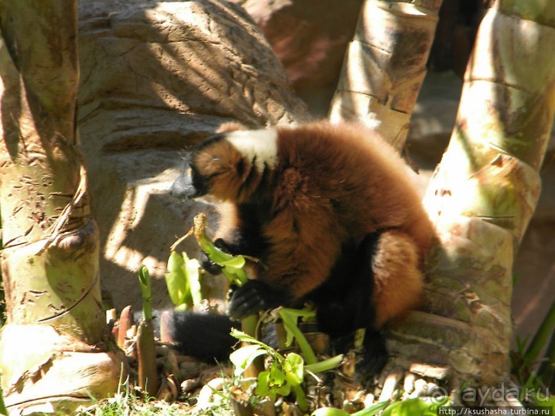 фото Фуенгиролы