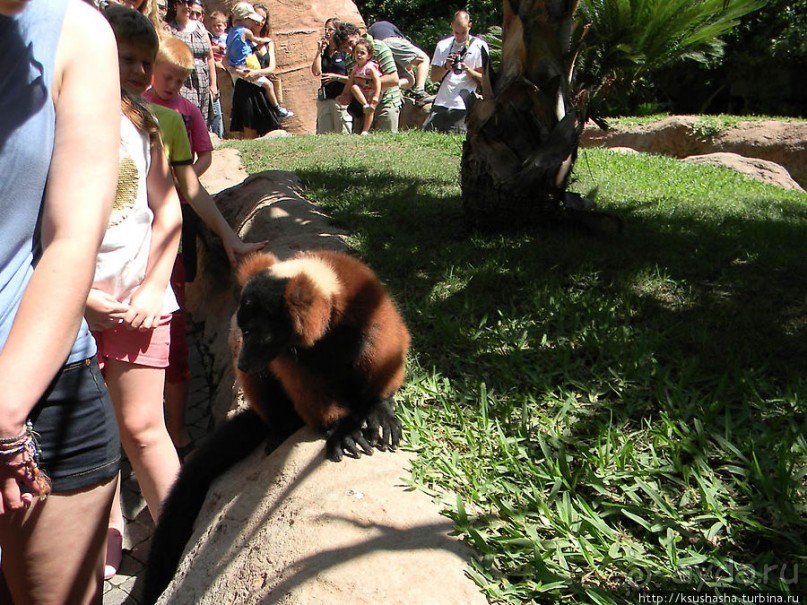 фото Фуенгиролы